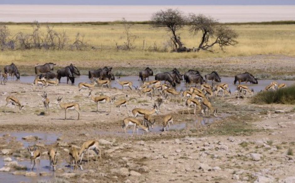 Etosha National Park, Oshikoto Region, Namibia
